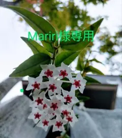 Mariri様専用
