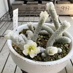 Hanna様 リクエスト 3点 まとめ商品