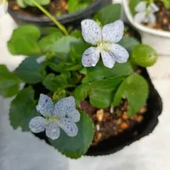 エディブルフラワー　ビオラ　自家採種　オーガニック苗 エディブルフラワー ビオラ 自家採種 オーガニック苗 - メルカリ