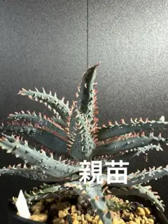 メルカリ便発送☆アロエ実生苗 (コニフェラ×カスティロニアエ)×メラナカンサ 多肉植物：アロエ カスティロニアエ 実生*幅10cm 現品！一品