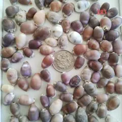 Item thumbnail for item c4022a99-2ad3-4519-9fda-c4d5f77c9729