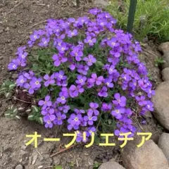 *kochu*様 リクエスト 2点 まとめ商品