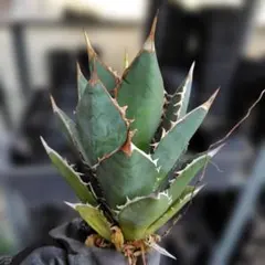 チタノタ・タワーオブバベル②