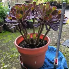 Ⅲ鉢ごと　多肉植物　黒法師　多頭仕立てのサムネイル