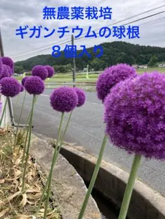 2025年最新】ギガンチューム球根の人気アイテム - メルカリ