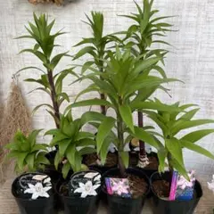 滝田道子様専用です♪２点セット！オリエンタルユリ7鉢　カラー2鉢　苗　球根