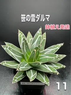 2025年最新】笹の雪 アガベの人気アイテム - メルカリ