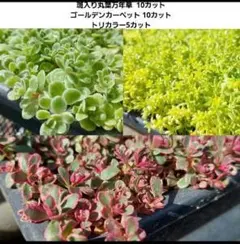 斑入り丸葉万年草 ゴールデンカーペット トリカラー カット苗