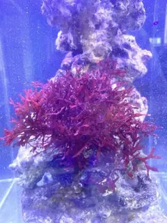 ワインレッド紅藻3個お得セット！海藻　海水魚　リフジウム　マリンプランツのサムネイル