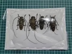 2026年最新】ホウセキカミキリの人気アイテム - メルカリ