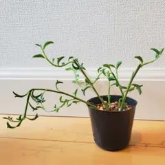 多肉植物 ドルフィンネックレス カット苗15本 - メルカリ