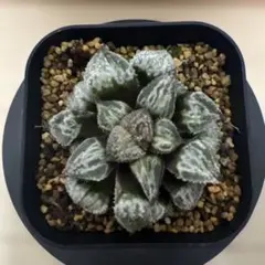 ハオルチア オブツーサ錦⭐️アイスライト⭐️ ピンク色、透明度高