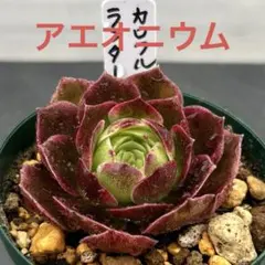 2026年最新】観葉植物 アエオニウムの人気アイテム - メルカリ