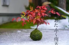 シュガーフライ様 リクエスト 4点 まとめ商品