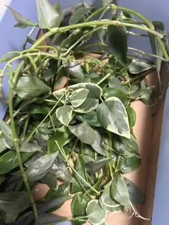 多肉植物 トラディスカンティア トラディスカンチア シラモンタナ 白絹