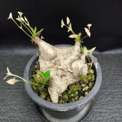 2025年最新】プリムリフォリアの人気アイテム - メルカリ