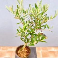 現品　創樹　オリーブの木　オリーブ　ミッション　67番　観葉植物　インテリアのサムネイル