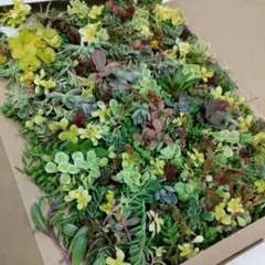 セダム　詰め合わせ20種類　カット苗　ネコポス匿名発送