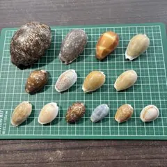 タカラガイ 14個セット