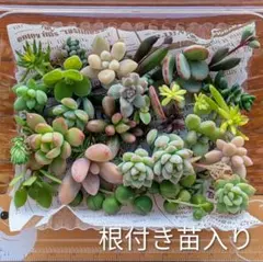 多肉植物 セダム カット苗詰め合わせ