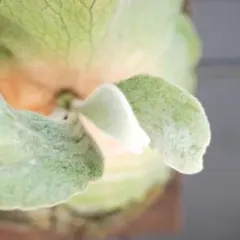 現物】P. Ridleyi 'Nano' 親株出品 - メルカリ