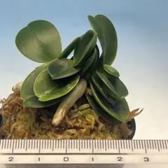 名護蘭 ナゴラン 特大サイズ 花芽付き - メルカリ
