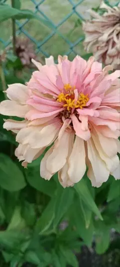 切花できる高性八重百日草花色ミックスの種100粒　種のプレゼントします