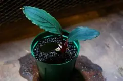 あ*ら様 【TB便】Bucephalandra kishii 