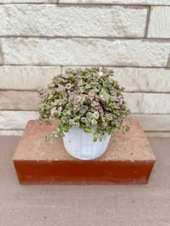 お客様専用商品・多肉植物お好みセット