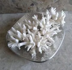 素敵☆ 珊瑚礁　珊瑚　置物　白化珊瑚　貝殻　白珊瑚　標本　⑩
