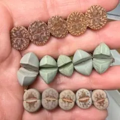 B-5多肉植物　リトープス　希少3種混合　年末感謝セット　お見逃しなく^ - ^