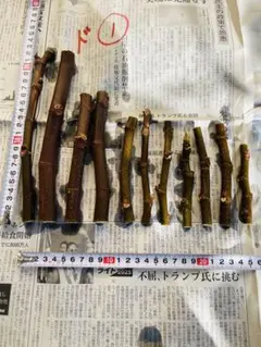 2026年最新】イチジク 穂木 挿し木 苗の人気アイテム - メルカリ
