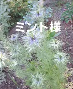 ミント様専用です。のサムネイル