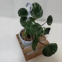 スイカペペ/ペペロミア・サンデルシー (3.5号吊り鉢/土植え) 観葉植物