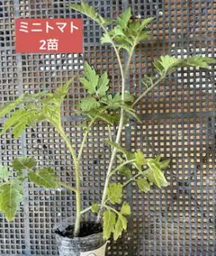 貴重な固定種 ステラミニトマト2苗 無農薬 - メルカリ