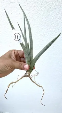 2025年最新】サンセベリアドラゴンの人気アイテム - メルカリ