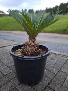 2026年最新】蘇轍の人気アイテム - メルカリ