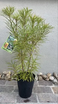 2025年最新】バンクシアヘアピンの人気アイテム - メルカリ