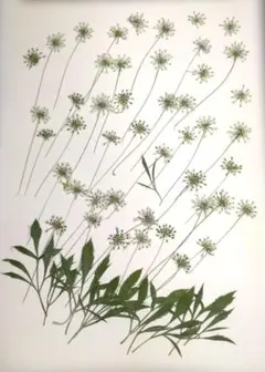 Item thumbnail for item 1d6d6659-c581-4226-88fd-6385c4cf640e