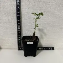 2026年最新】オペルクリカリア デカリーの人気アイテム - メルカリ