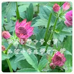 Uni様 リクエスト 2点 まとめ商品