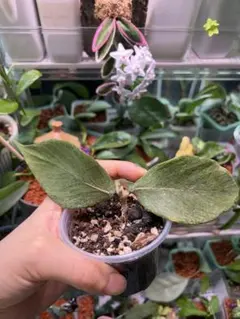 在庫セール　シルバー人魚ホヤ Hoya polyneura silver
