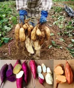 やっさん様専用サツマイモ６種６ｋｇ