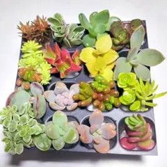 【現品限り】多肉植物　16カット苗セット【育成説明書付き】