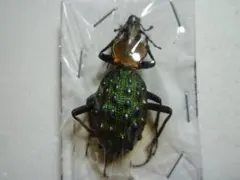 いしちゃん　オサムシ　学術標本 いしちゃん オサムシ 学術標本 2025年最新】オサムシ 標本の人気