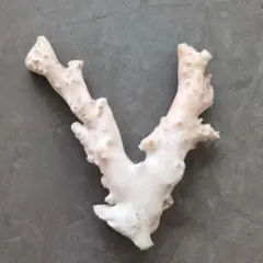 天然珊瑚 置物 オブジェ