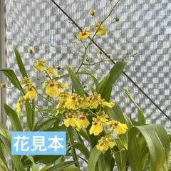 オンシジューム　洋ランのサムネイル