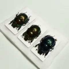 2025年最新】コガネ 標本の人気アイテム - メルカリ