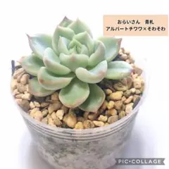 2026年最新】おらい そわそわの人気アイテム - メルカリ