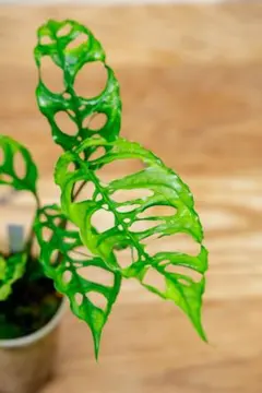 ハリネズミ♡様 リクエスト 2点 まとめ商品